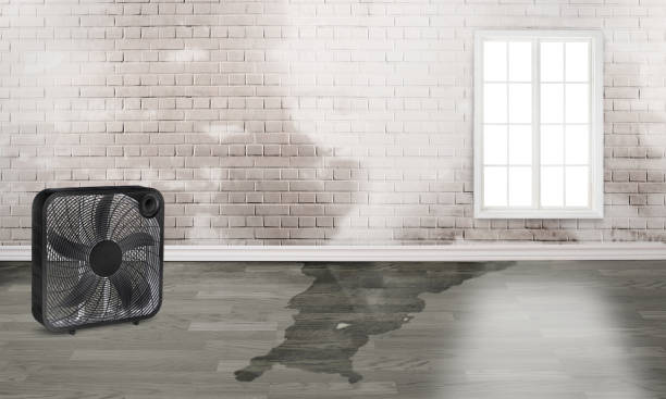 Best Residential water damage restoration  in Lely, FL